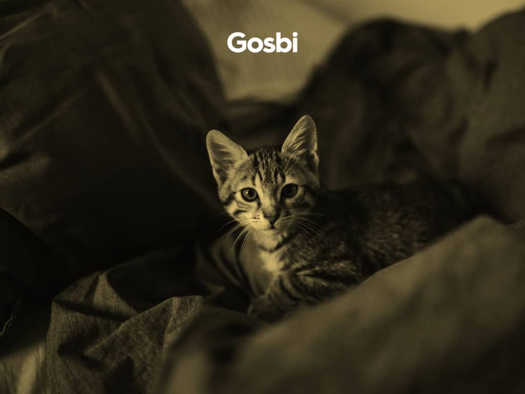 Mi gato maúlla por las noches, ¿qué puedo hacer? - Gosbi Pet Food