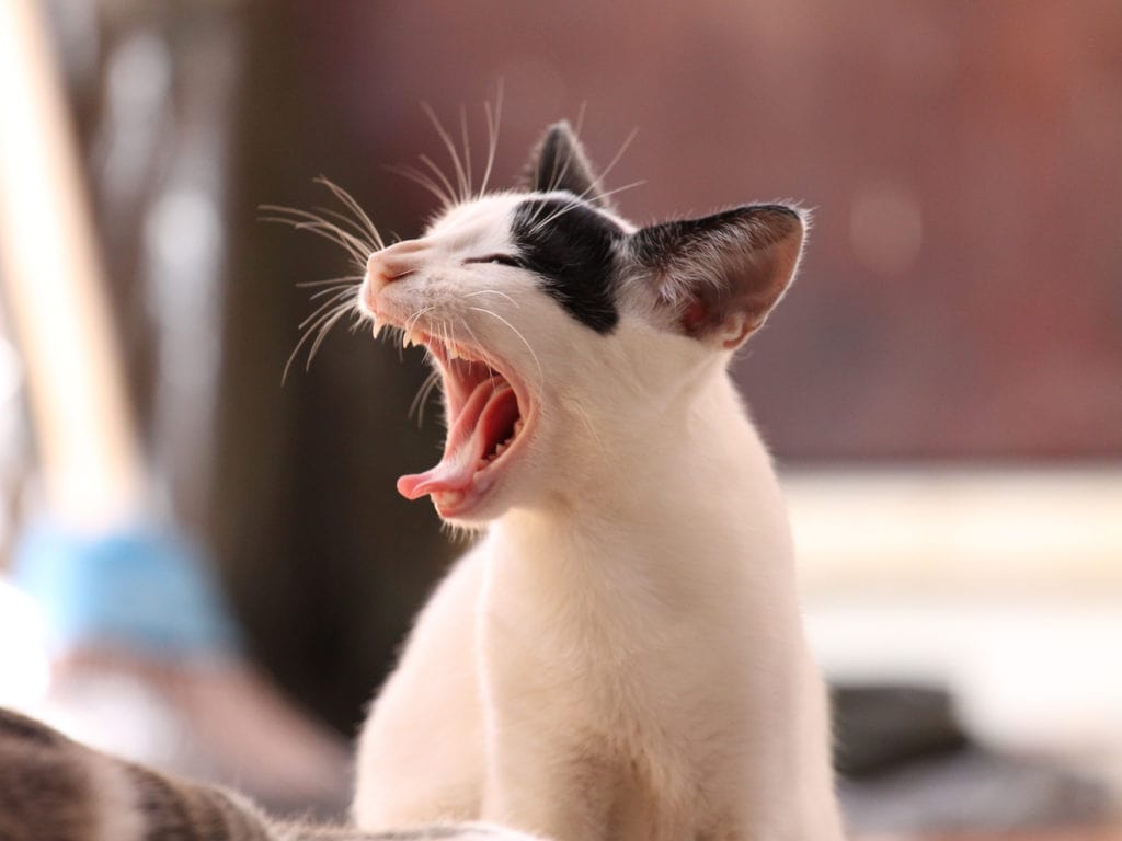 Cómo detectar problemas dentales en mi gato? - Gosbi Pet Food