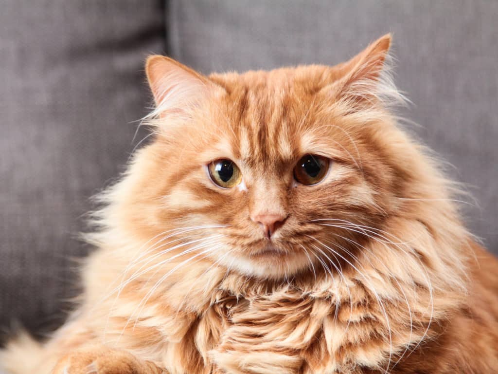 10 mitos sobre la esterilización y felina - Gosbi Pet Food