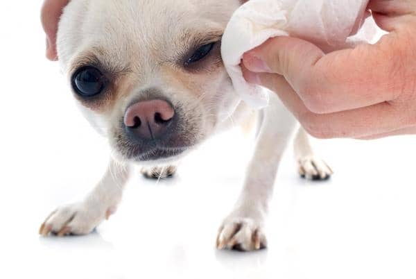 ¿Cómo curarle una herida a tu perro?