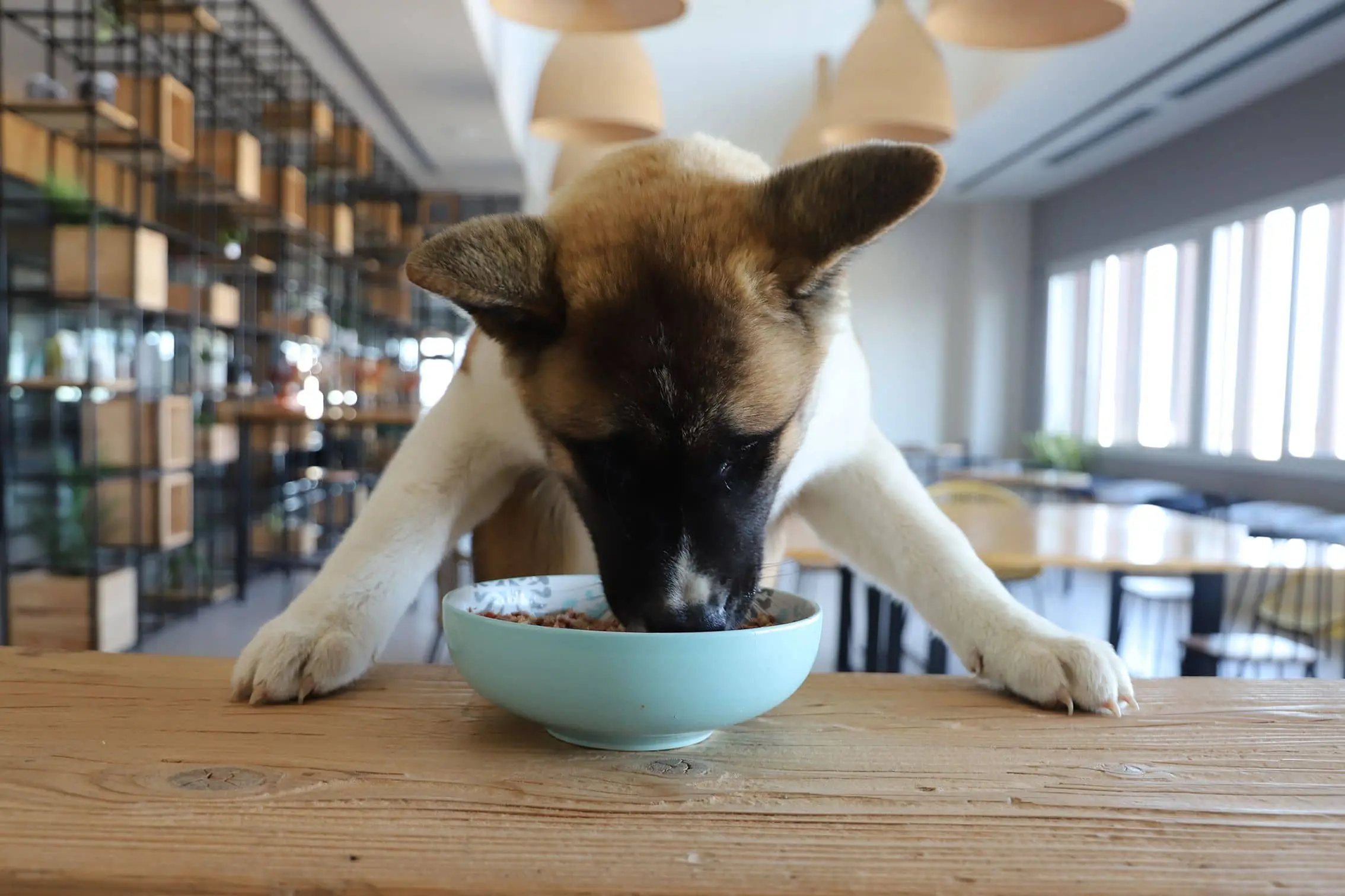 The risks of raw food for dog digestion Gosbi Pet Food