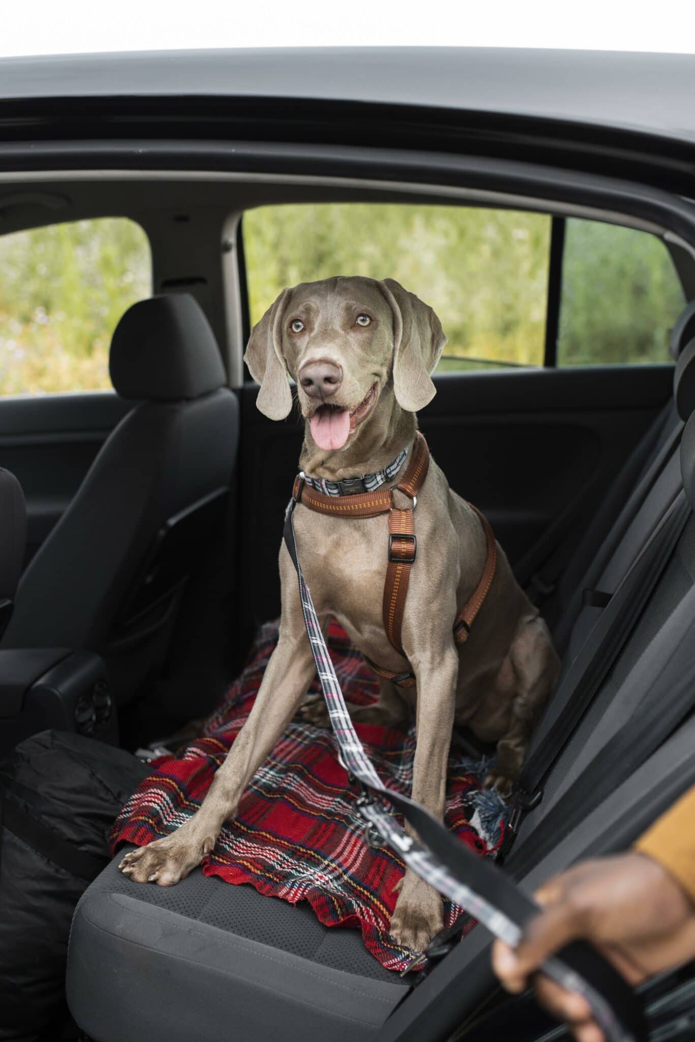 Cómo viajar con un perro en el coche?