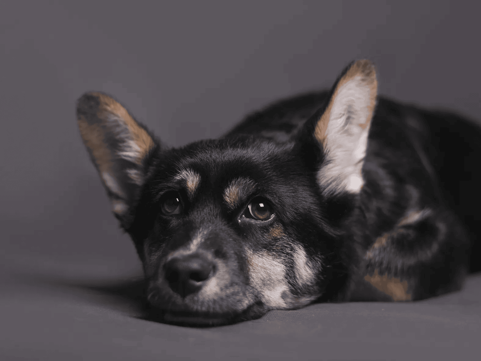 How Do I Know If My Dog Has Digestive Problems