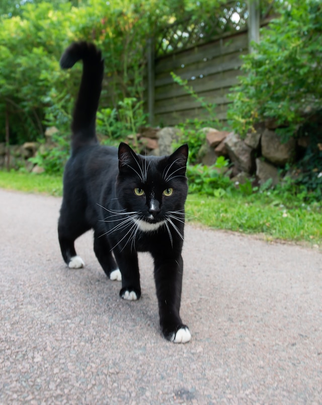 your cat's body language