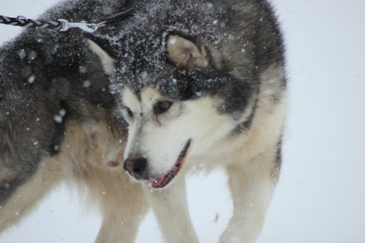 Alaskan Malamute