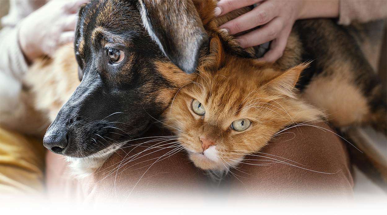 propietario-cerca-gato-perro
