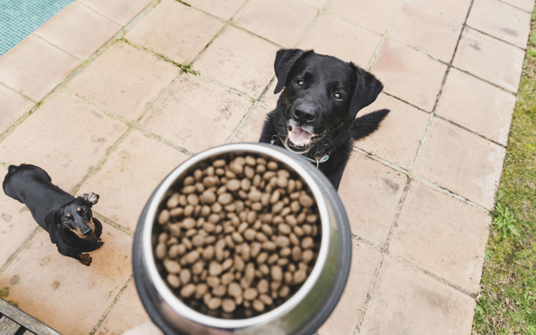 ¿Cómo elegir el mejor alimento de calidad para tu perro?