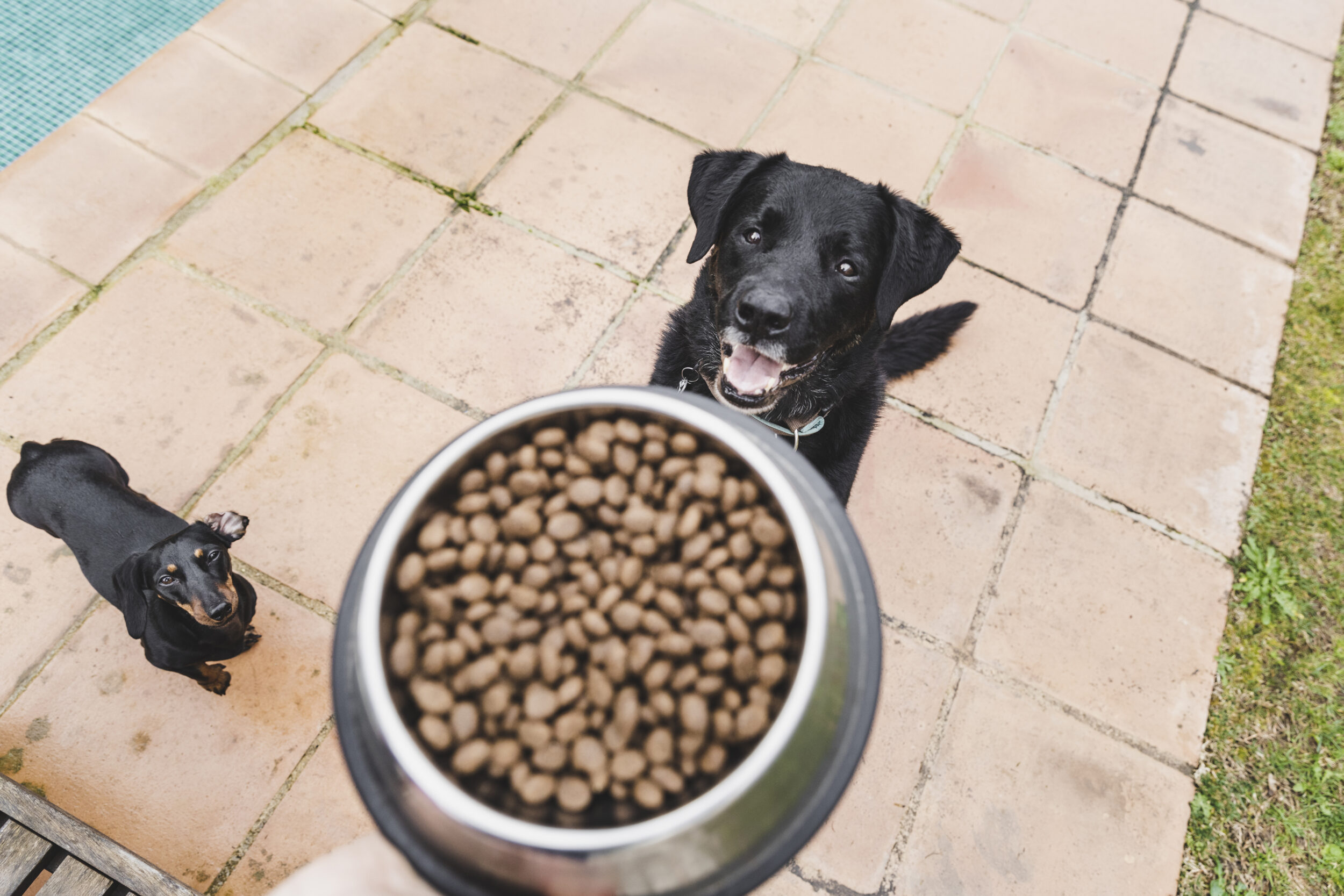 ¿Cómo elegir el mejor alimento de calidad para tu perro?
