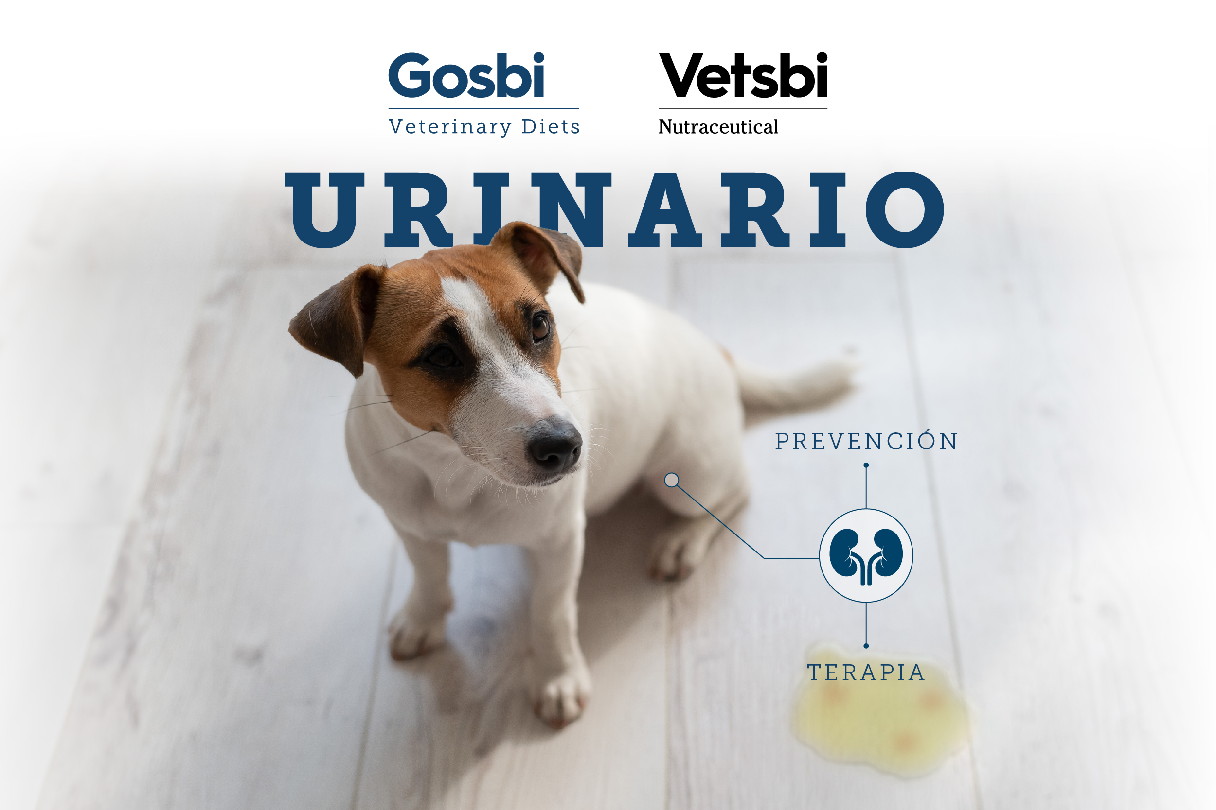Salud urinaria de tu perro