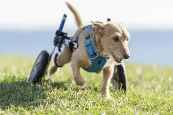 Jeff, un perro en silla de ruedas