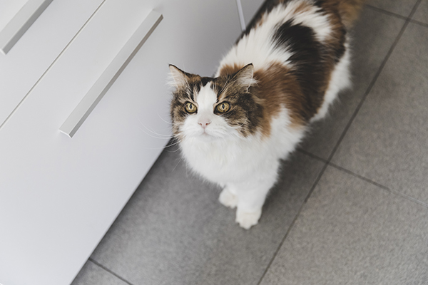 caída del pelo gato