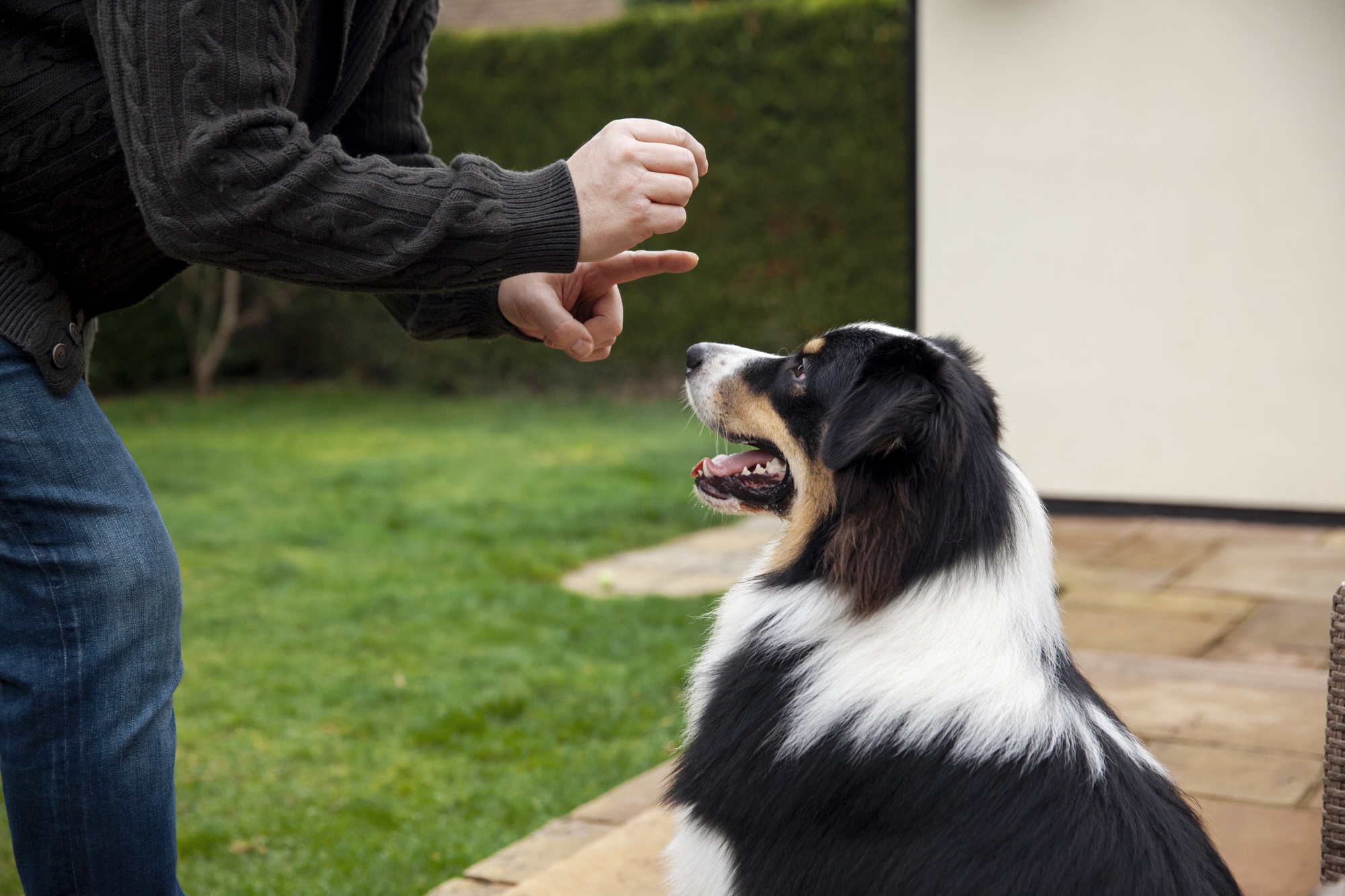 beautiful-border-collie-dog-training-with-owner