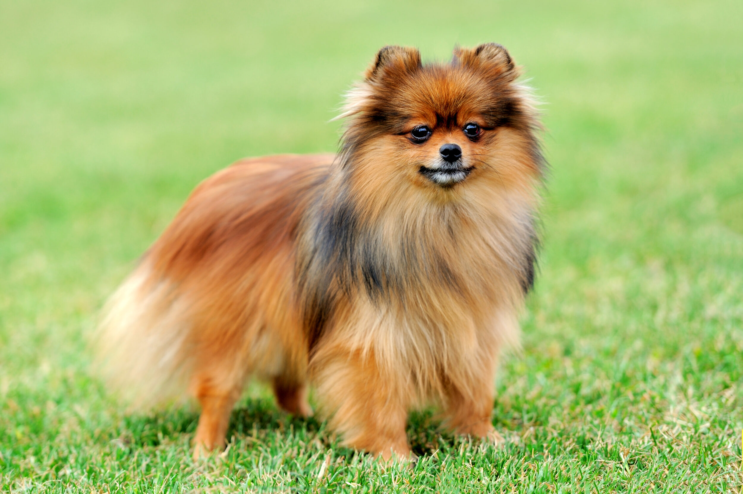 Brown Pomeranian dog