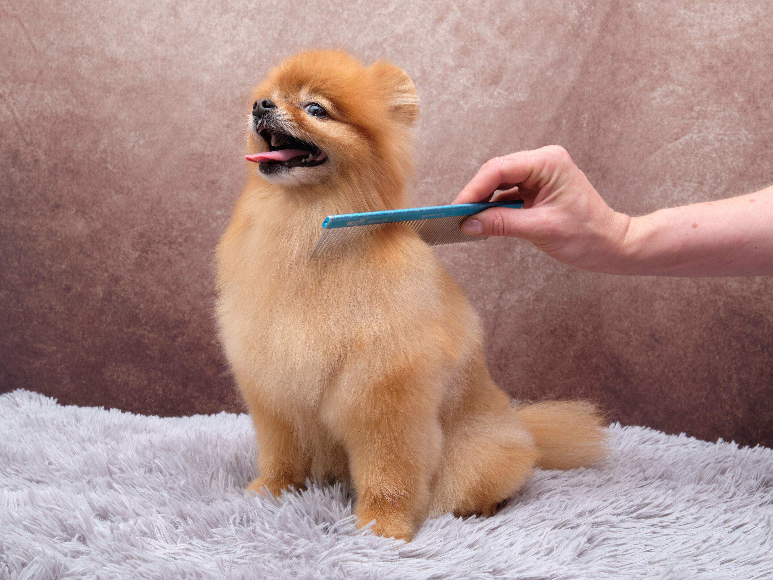 Combing Pomeranian Hair care dogs. A beautiful dog sits on a gray rug and enjoys taking care of its fur.