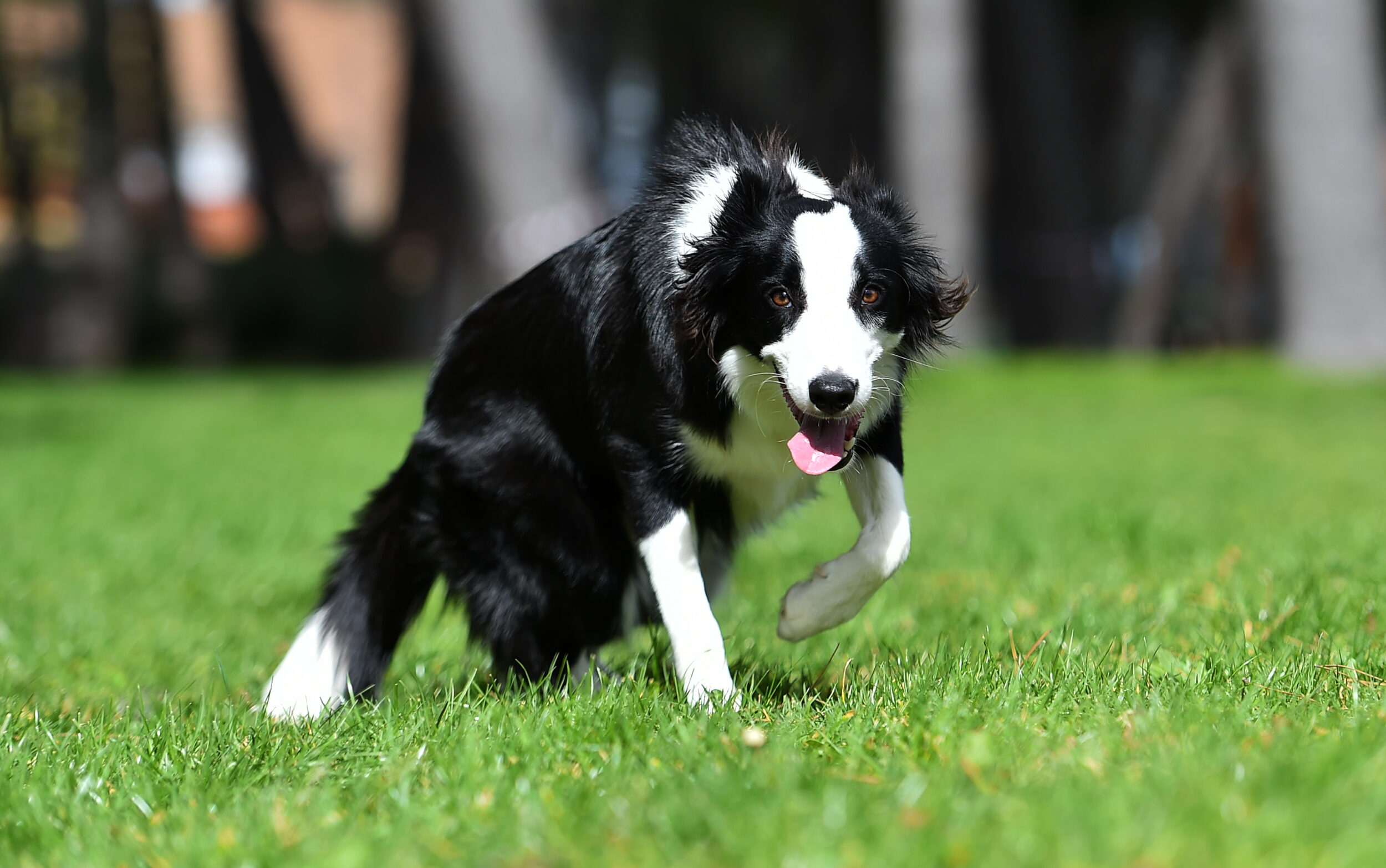puppy-border-collie-dog